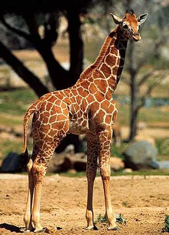 Giraffe Facts For Kids | Giraffe Habitat & Diet