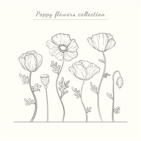 Hand Drawn Poppy Flowers Set Poppies Plant Flower Line Art Papaver