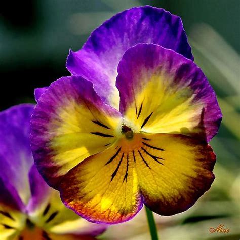 Pansies..love these because they come in so many different colors! Pansies Flowers, Planting ...