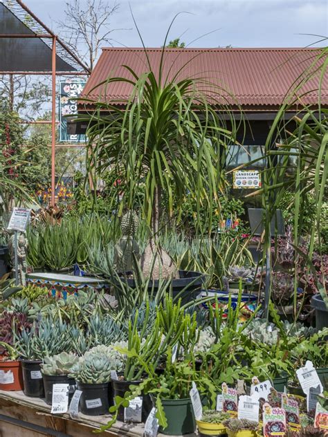 Desert Horizon Nursery Arizonas Premier Plant Nursery And Garden Center