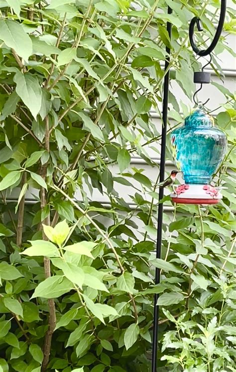 Attract Hummingbirds Instantly Easy Diy Hummingbird Nectar Recipe White Lilac Farmhouse