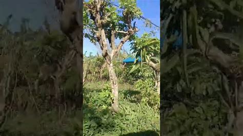 Farm Lot For Sale Brgy Santol Silang Cavite Likod Ng Hacienda Mall