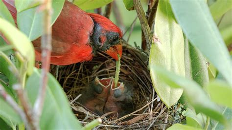 Male cardinal feeding worn to babies in nest Photograph by David Wood