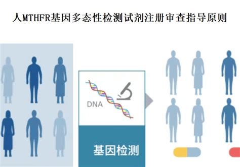 人mthfr基因多态性检测试剂注册审查指导原则（征求意见稿） 专业知识 检验员培训网