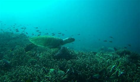 Dive Komodo Labuan Bajo Lohnt Es Sich Mit Fotos