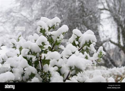 Wickford, Essex, UK. 10th Dec, 2017. UK Weather: Early morning Snowfall covers Essex Credit: Ben ...