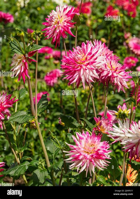 dahlias in the garden Stock Photo - Alamy