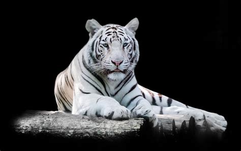 Tigre Blanco Wallpaper