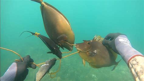 Spearfishing Phillipines🇵🇭🇵🇭pamamana Pagkatapos Ng Bagyomamburao Occ