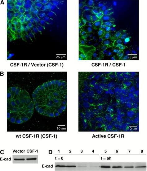 Coexpression Of Csf 1 With Csf 1r Elicits Relocalization Of E Cadherin Download Scientific