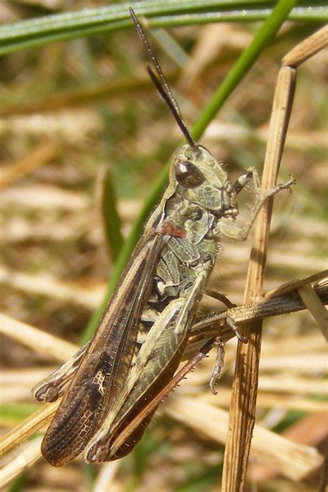 Common Field Grasshopper Chorthippus Brunneus 12 09 2009 Flickr