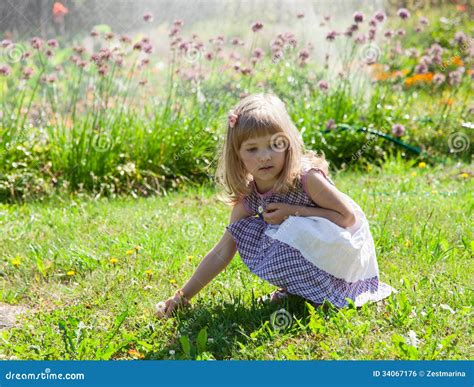 Little Girl Picking Flowers Stock Photo Image Of Look Little 34067176