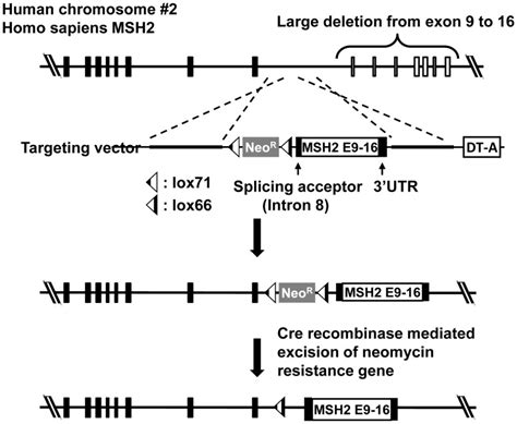 The MSH2 gene is located on chromosome 2 and the indicated allele has ...