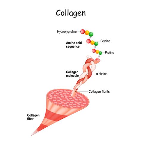 Clearing The Confusion About The Types Of Collagen Suzy Cohen Rph