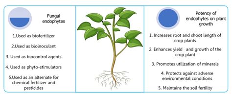 Application Of Fungal Endophytes Download Scientific Diagram