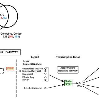 High temperature-and cortisol-induced changes in gene expression. (A ... 