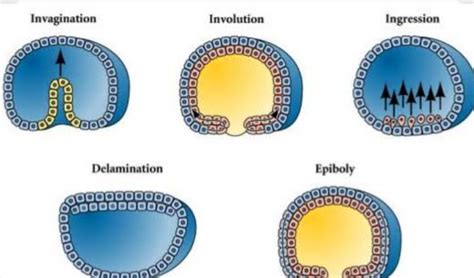 Gastrulation The First Step In Embryonic Development MudFooted