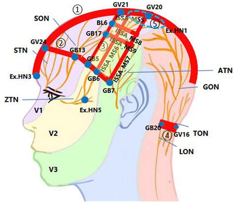 Frontiers Neural Control Of Cerebral Blood Flow Scientific Basis Of