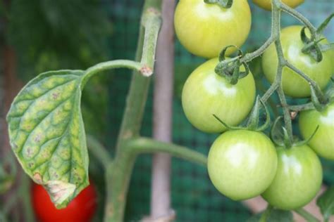 Tomaten Chutney Ganz Einfach Selbst Gemacht Rezept Tomaten De