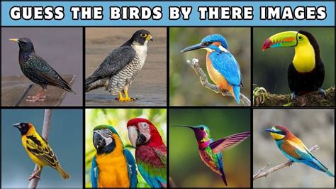 Guess The Different Birds In Seconds Different Birds Quiz Quizze