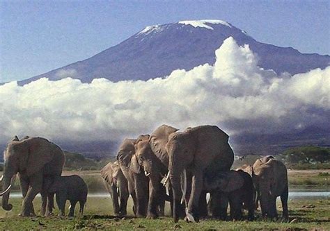 2 Days Amboseli Safari From Nairobi