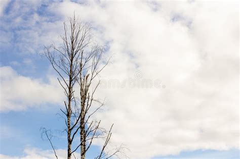 Naked Tree With No Leaves On Sky Background Stock Image Image Of