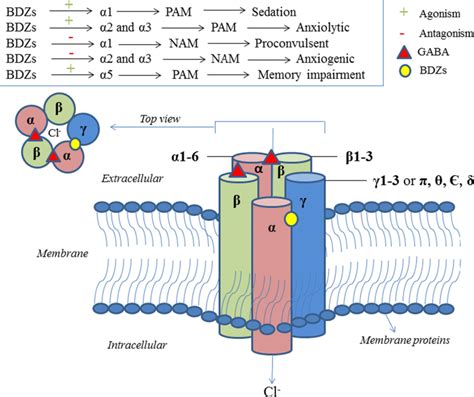 Gabaa Receptor Subtypes And Their Functions Download Scientific Diagram