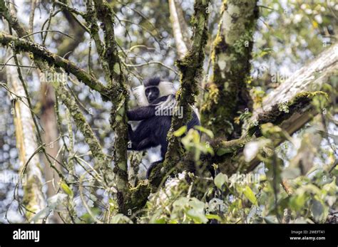 Wild Colobus Monkeys In Nyungwe National Park In Rwanda Central Africa