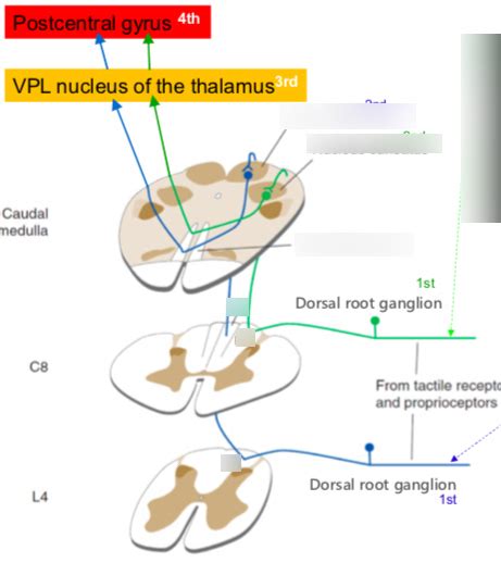 圖表·dorsal Column Tract Posterior Column Medial Lemniscus Pathway