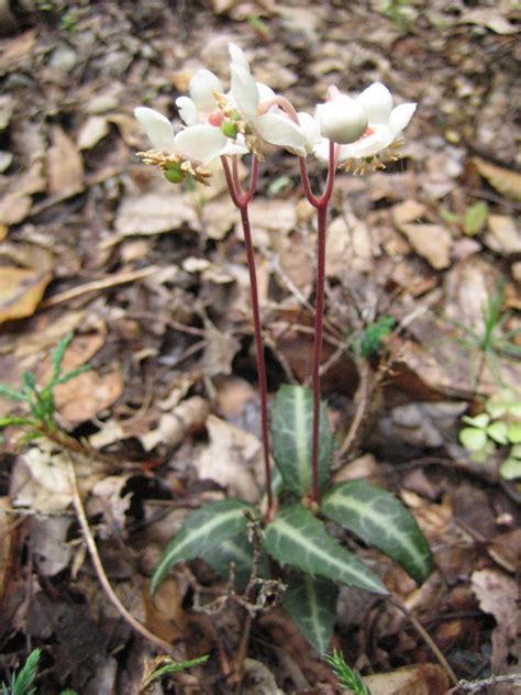 Spotted Wintergreen Wildflowers Of Central Virginia · Biodiversity4all