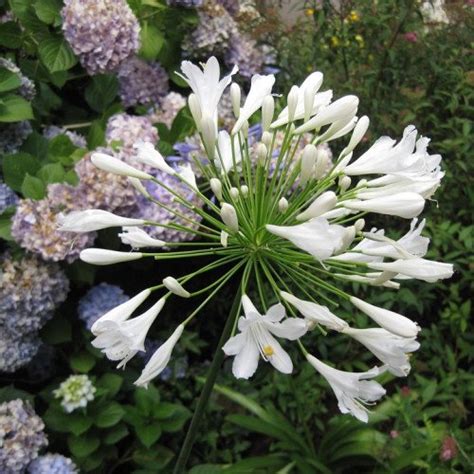 Graines Agapanthe Blanche DAfrique Agapanthus Umbellatus Albus