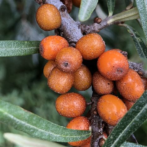 Sea-Buckthorn (Hippophae rhamnoides) | Trees & Hedges | Habitat Aid