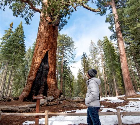 Winter Visitor Stands At The Grizzly Giant In The Mariposa Grove Of