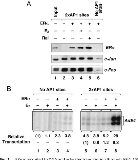 Figure 1 From Altered Pharmacology And Distinct Coactivator Usage For