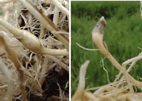 Nem Todos Un Pat Geno Silencioso En El Cultivo De Arroz Safer