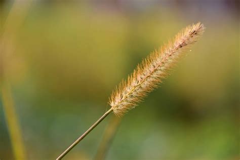 Imagen Gratis Hoja De Campo Flora Naturaleza Hierba Verano Jard N