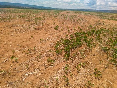 Soja Por Conta Da Seca Argentina Deve Produzir Menos Soja