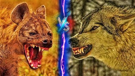 Hyena Vs Wolf Who Would Win In A Fight A Z Animals 50 Off