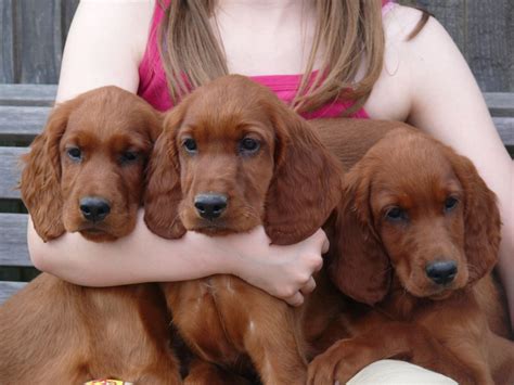 Irish Setter Puppies For Sale | Road 225, CA #187564