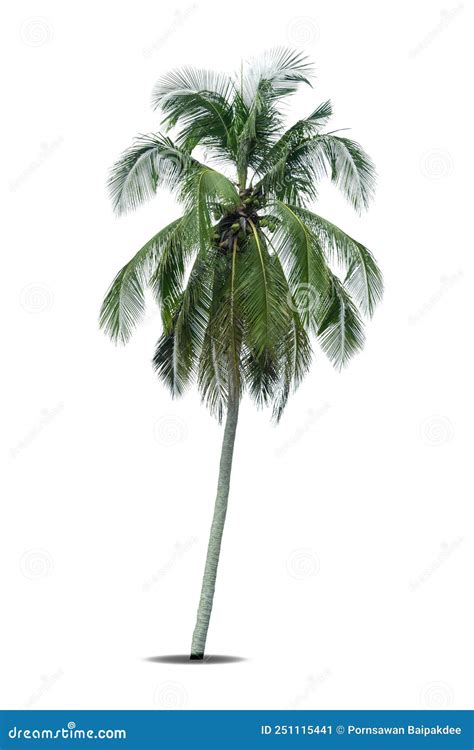 Palmeira De Coco Isolada Em Fundo Branco Imagem De Stock Imagem De