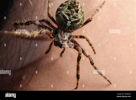 Weben Spinne Fotos Und Bildmaterial In Hoher Aufl Sung Alamy