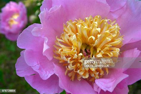 Herbaceous Peony Paeoniaceae Fondazione Minoprio Park Vertemate