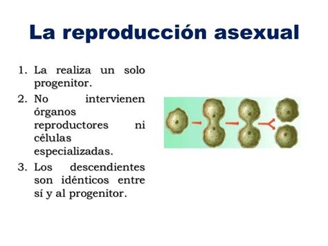 Reproduccion Asexual