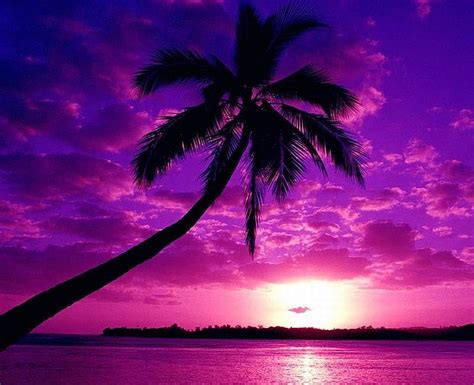 1366x768px 720p Free Download Purple Beach Purple Beautiful