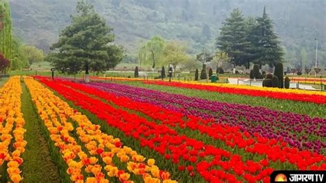 Srinagars Tulip Garden Opens 2022 Timings Ticket Price How To Reach