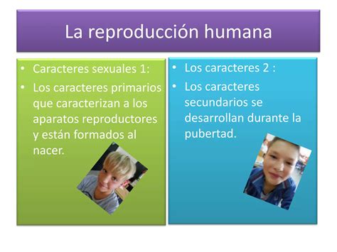 La Reproducci N Humana De Primaria R Y J Ppt