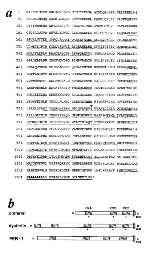 Sequence And Structure Of Human Otoferlin A Deduced Amino Acid