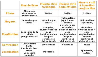 Tableau muscle Muscle strié Anatomie du corps humain Muscle lisse