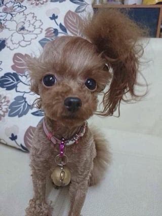 Haircut Creative Cute Dog Haircuts Nice Home Design Lovely On : r/aww