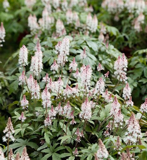 The Best Shade Perennials for Your Garden - PureWow